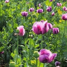 opium seeds poppy for sale opium seeds poppy for sale Holiday