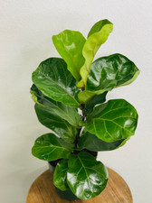 Live ficus lyrata for sale  Lake Worth