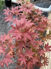 Acer palmatum jet for sale  Independence