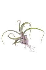 Pianta tillandsia pianta usato  Santeramo in Colle