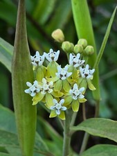 Asclepias nivea seeds for sale  USA