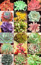 Echeveria variety mix d'occasion  Expédié en Belgium