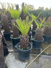 Fttrunk dicksonia antarctica for sale  UXBRIDGE