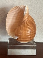 205mm tonna ampullacea for sale  Fort Worth