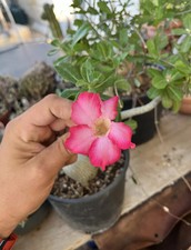 Adenium obesum bonsai usato  Mazara del Vallo