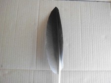 Gänsefeder schreibfeder hutfe gebraucht kaufen  Warendorf