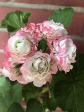 Pelargonie traicheur beauty gebraucht kaufen  Reinbek