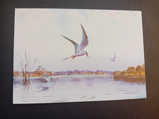 Art postcard harrison for sale  DORCHESTER