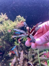 Bucephalandra red mini for sale  OLDHAM