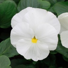 White pansy plants for sale  UK