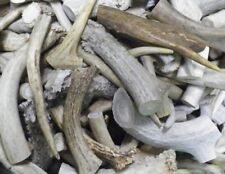 Shed deer antler for sale  Fort Scott