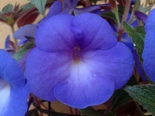 Achimenes blue moon gebraucht kaufen Achimenes blue moon gebraucht kaufen  Hohenmölsen