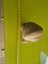 Conchiglie fossili mediterrane usato  Domodossola