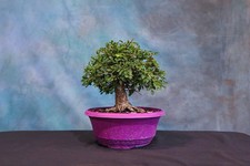 bonsai tree for sale bonsai tree for sale North Fort Myers