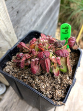 Cephalotus follicularis adult d'occasion  Génolhac
