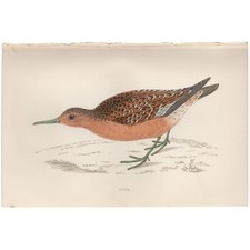 Morris antique bird for sale  Chicago
