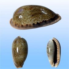 Cypraea caurica elongata usato  Roma