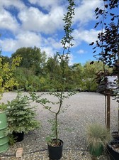 Carpinus betulus hornbeam for sale Carpinus betulus hornbeam for sale  SPALDING