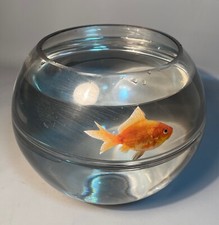 Fishbowl hand blown for sale  Barnstable