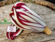 Radicchio rossa treviso gebraucht kaufen Radicchio rossa treviso gebraucht kaufen  Recklinghausen