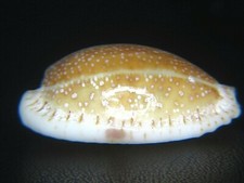 Cypraea erosa elongated for sale  Kapolei