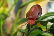 Planorbes escargots aquarium d'occasion  Alès