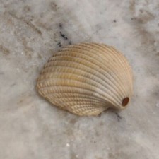 Rare beige cockle for sale  Lexington
