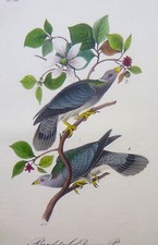 Audubon 1st octavo for sale  Honolulu