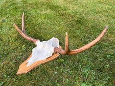 Elchgeweih finnland jagd gebraucht kaufen  Stelle