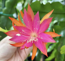 Epiphyllum jalisco cowi gebraucht kaufen  Würselen