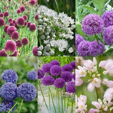 Allium mixed spring for sale  GLASGOW