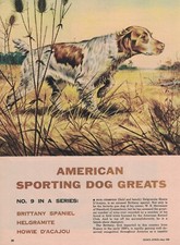 1955 brittany spaniel for sale  Kaufman