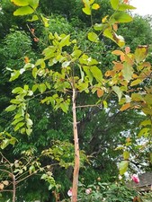 Rainbow eucalyptus tree. for sale  West Covina
