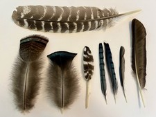 Bird feathers various for sale  Oconomowoc
