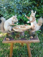 Red squirrel taxidermy for sale  SOUTHPORT