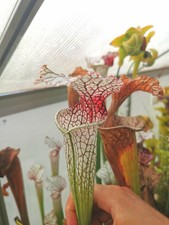 Sarracenia surprise taglia usato  Lanciano