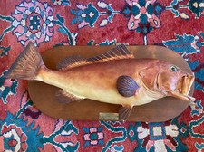 Red grouper vintage for sale  Danville