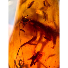 Adult praying mantis for sale  GILLINGHAM