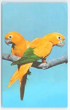 Postcard golden conures for sale  Olivehurst