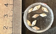 Collection coquillage fossile d'occasion  Champigny-sur-Marne