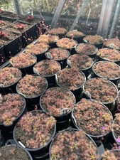 Pygmy drosera mini for sale  PAR