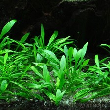 Cryptocoryne parva short for sale  STEVENAGE