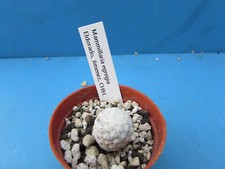 Mammillaria egregia eldorado for sale  BIRMINGHAM