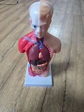 anatomisches modell gebraucht kaufen  Zirndorf