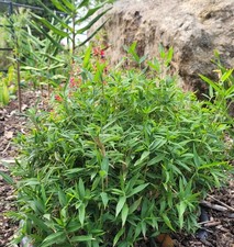 Pleioblastus pygmaeus dwarf for sale Pleioblastus pygmaeus dwarf for sale  HORSHAM