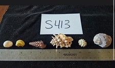 Seashells assorted lot for sale  Warner Robins
