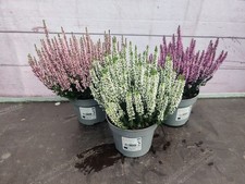 Calluna beauty ladies for sale  HARLOW