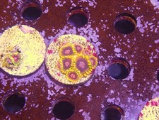 Mindtrick zoa coral for sale  CLACTON-ON-SEA