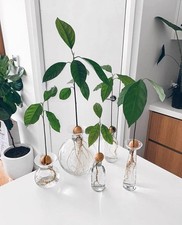 Ready plant avocado for sale  LEIGH