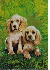 Usado, "Animals. Two dogs"  Modern Itallian photo postcard 1960s comprar usado  Enviando para Brazil